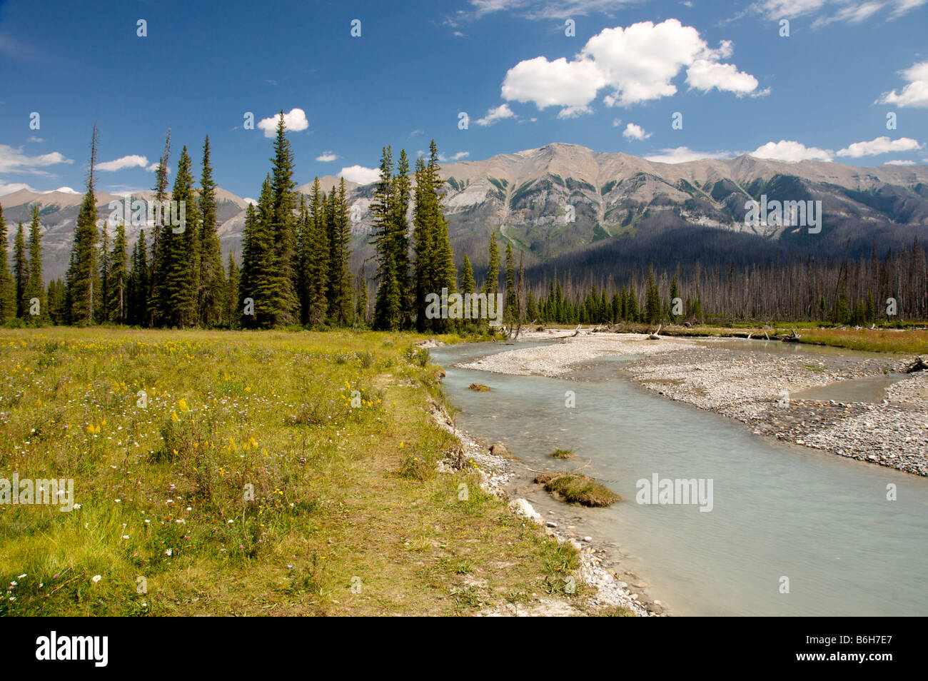 Kootenay National Park Wiese Stockfoto