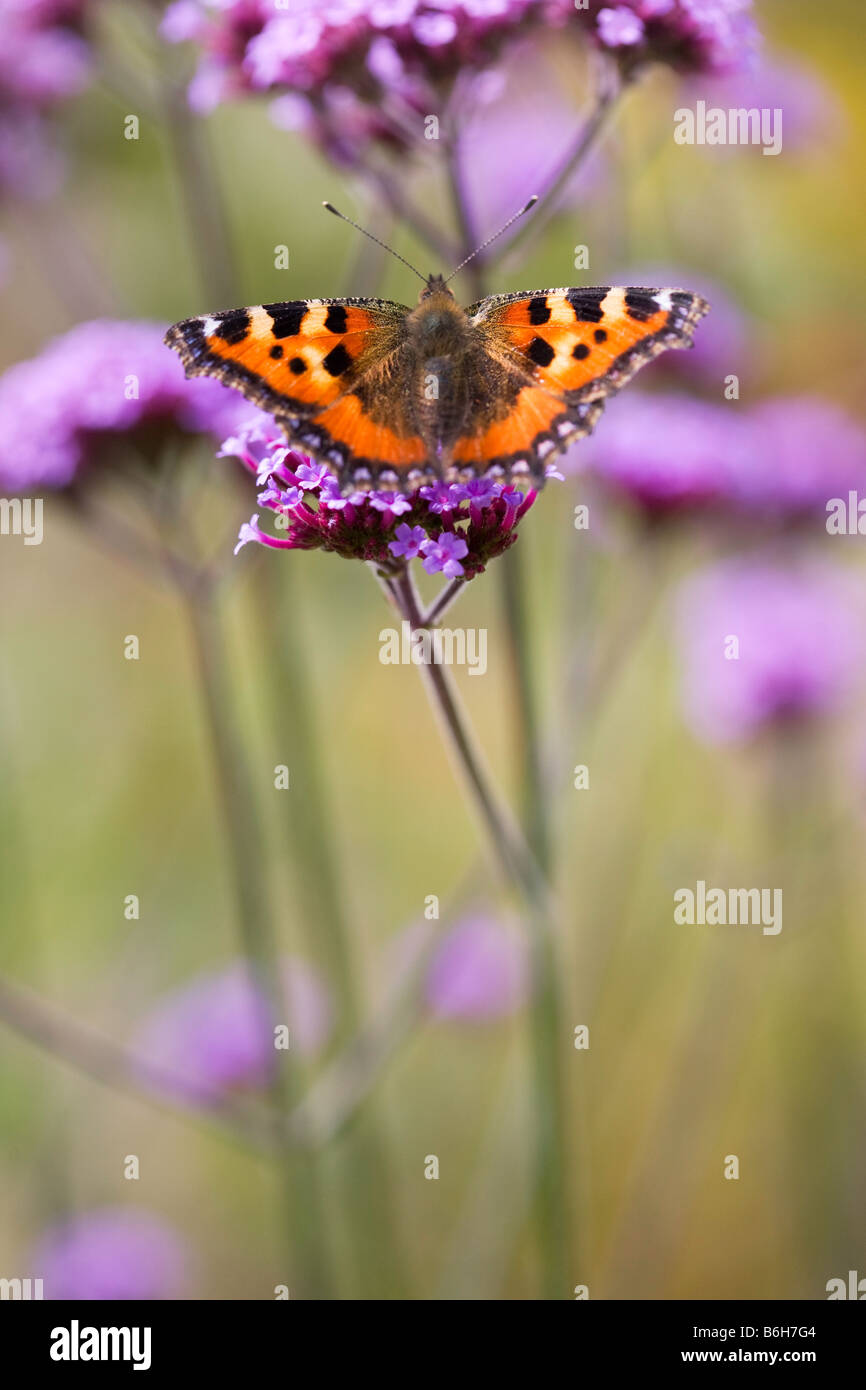 Kleine Schildpatt Schmetterling auf Eisenkraut Stockfoto