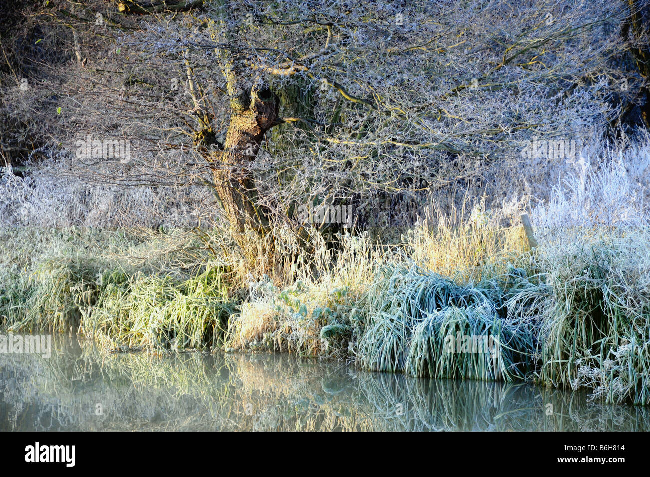 Die Ufer des Fluss Wey in Surrey an einem kalten frostigen Morgen im Winter. Stockfoto