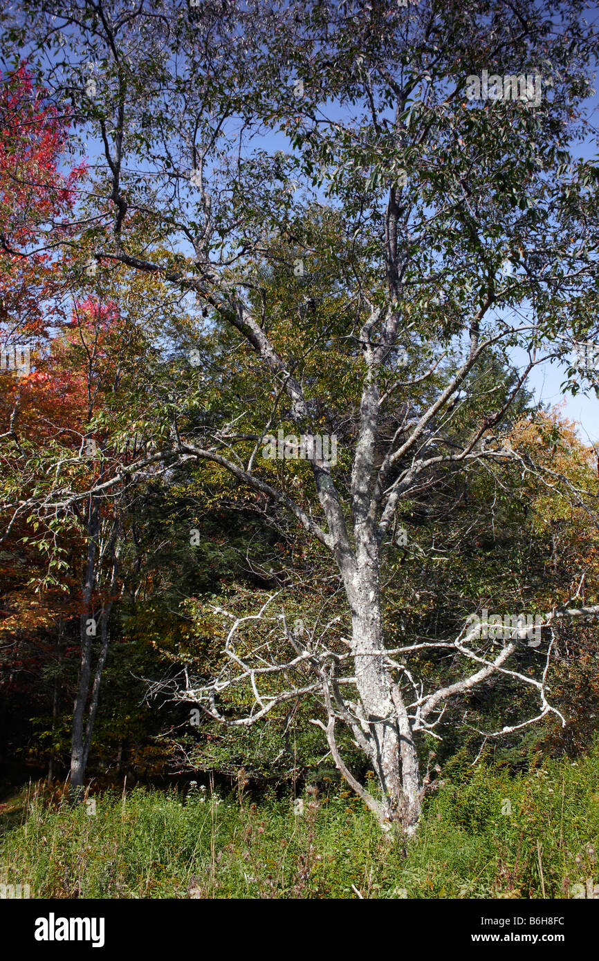 Ein Flechten bedeckten Baum auf den mittleren Höhenweg an der Canaan Valley Resort Davis West Virginia Stockfoto