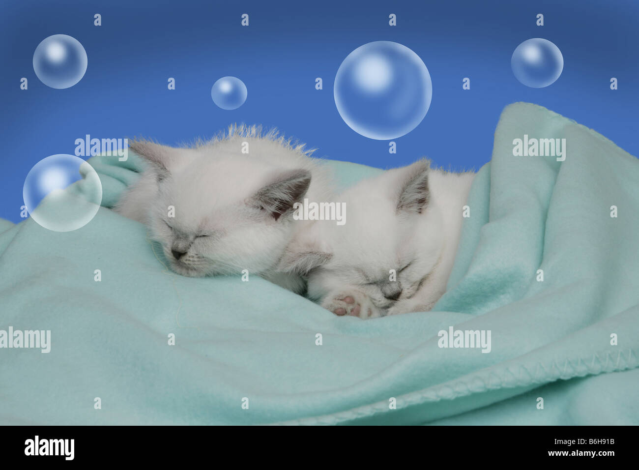 ZWEI SCHLAFENDE KÄTZCHEN AUF EINER BLAUEN DECKE MIT BUBBLES Stockfoto