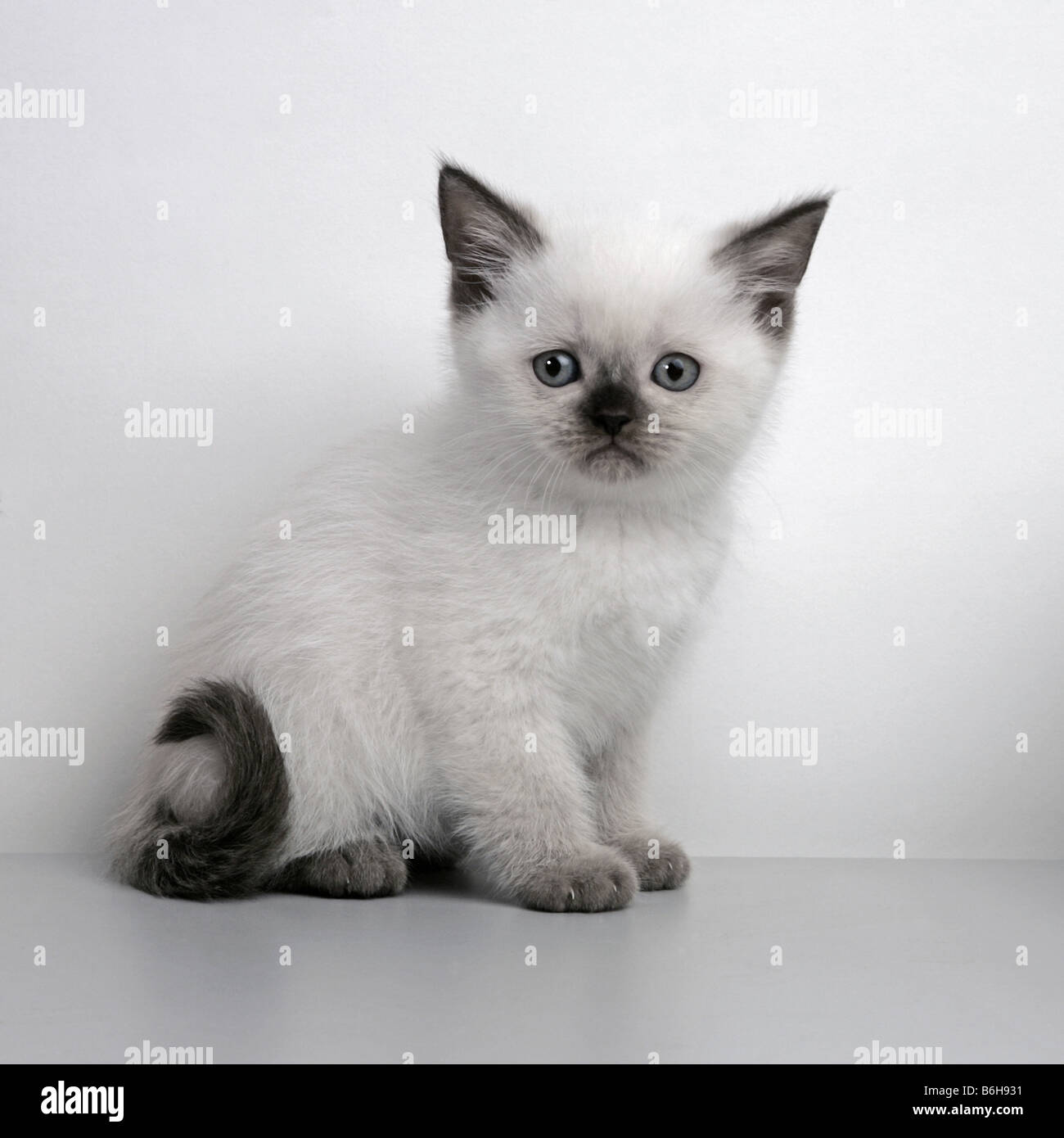 PORTRÄT VON EINER WEIßEN SÜßE KÄTZCHEN Stockfoto