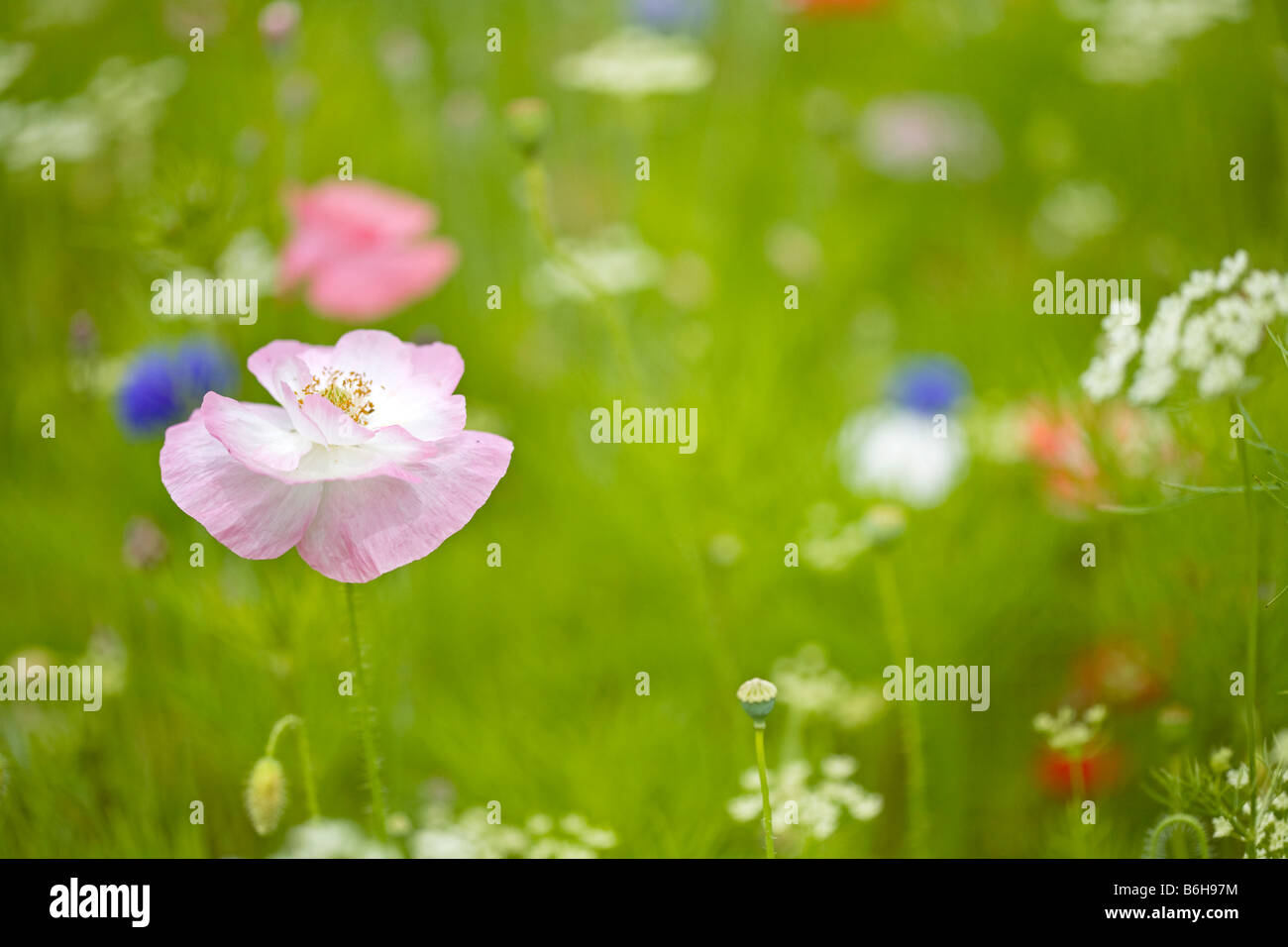 Wiese Einpflanzen von eingebürgerten Wildblumen Stockfoto