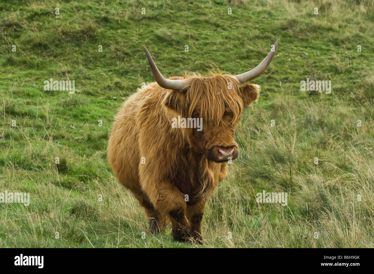 Highland-Kuh, die zu Fuß in Richtung der Fotograf in der Nähe von Malhamdale in Yorkshire Dales Stockfoto