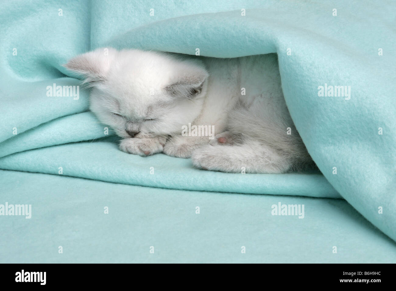 SCHLAFENDES KÄTZCHEN UNTER EINER BLAUEN DECKE Stockfoto