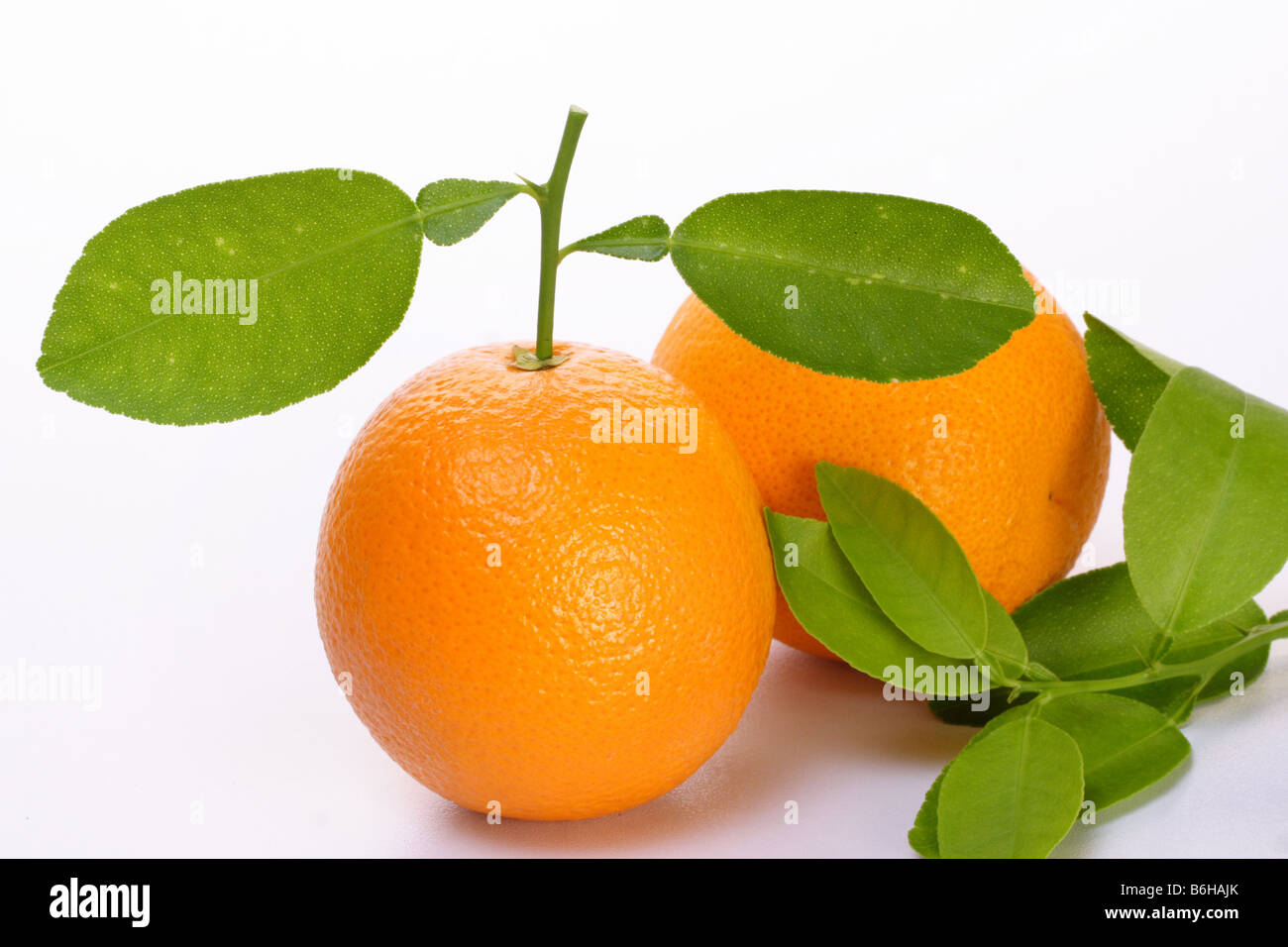 Schlepptau orange saftige Früchte Stockfoto