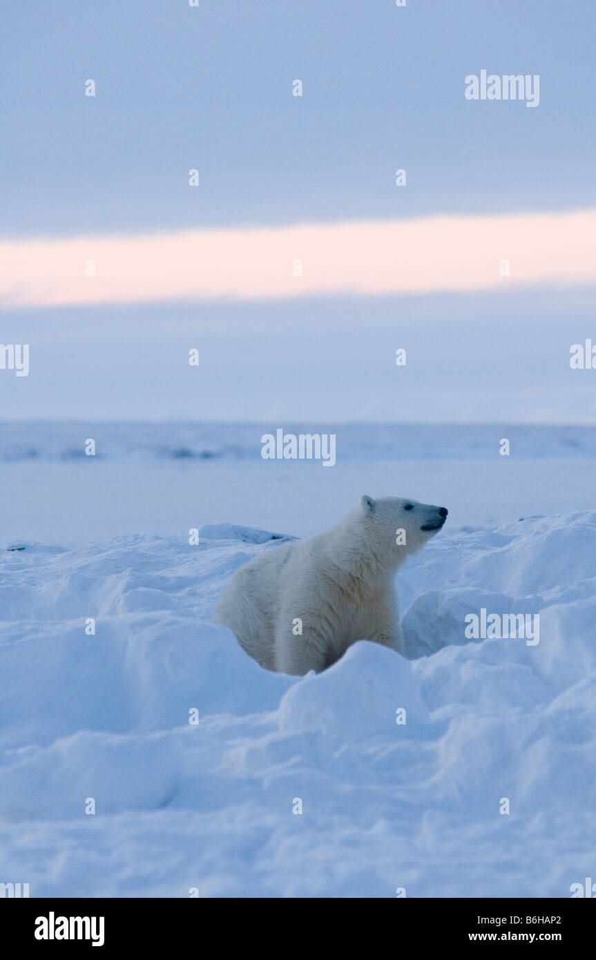 Eisbär Ursus Maritimus Cub Aufräumvorgang Bowhead Walkadaver unter dem Schnee lange die arktische Küste Arktis Stockfoto