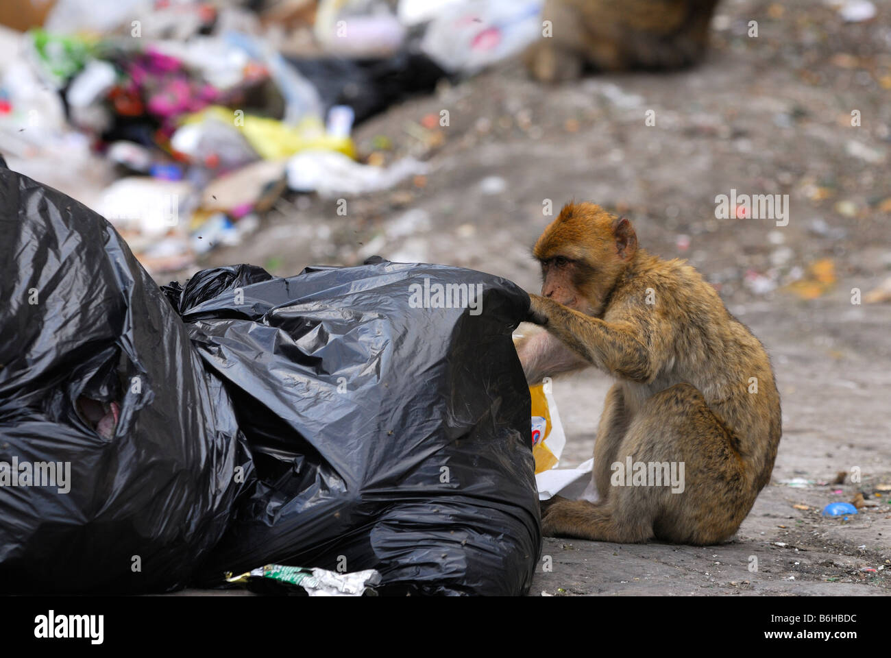 Berberaffe Durchsicht Müllsäcke für Lebensmittel Stockfoto