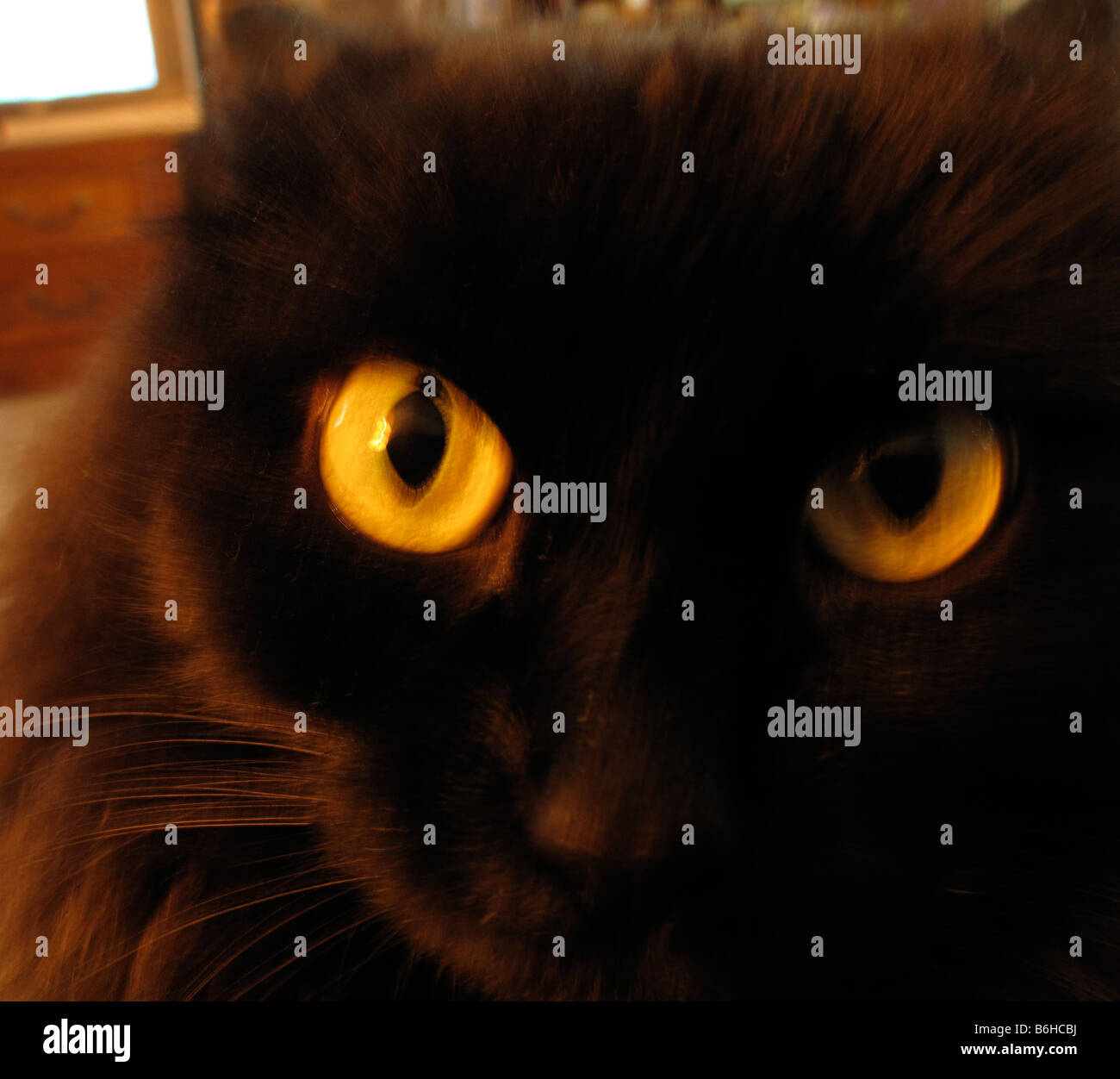 Schwarze Katze mit glühenden gold Augen. Stockfoto