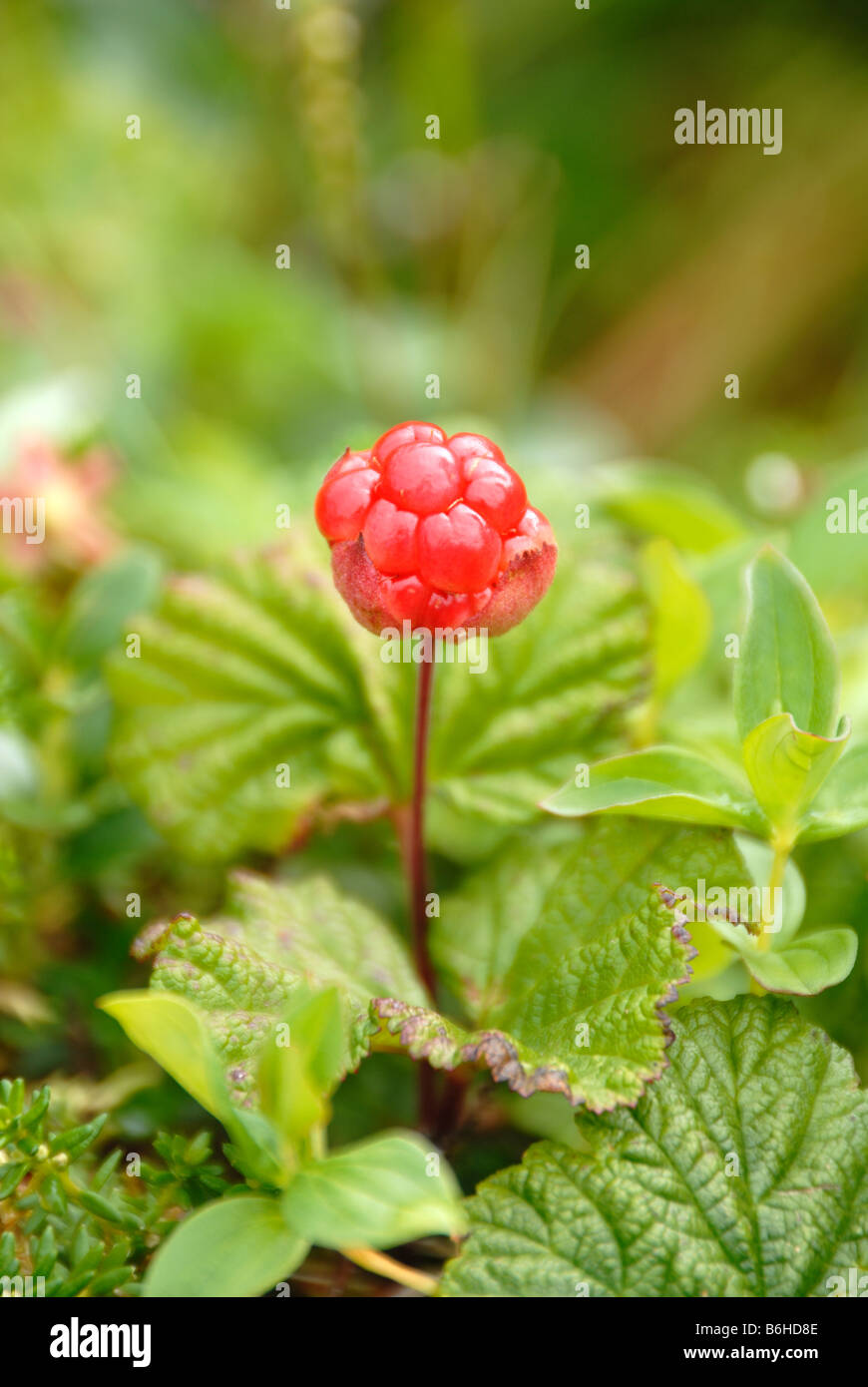 Moltebeere auf den Lofoten in Norwegen Stockfoto