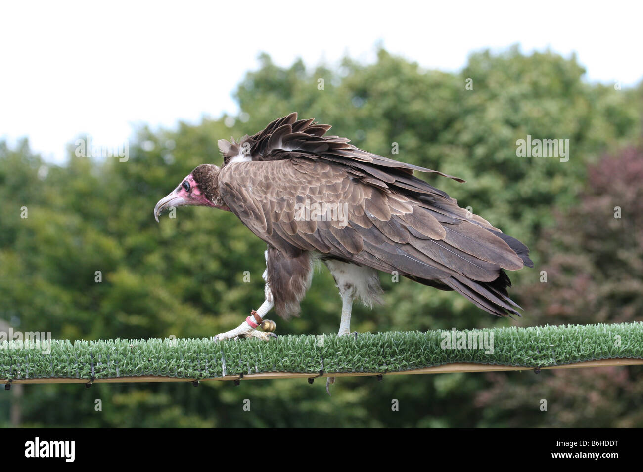 Geier am Hawk Conservancy. Stockfoto