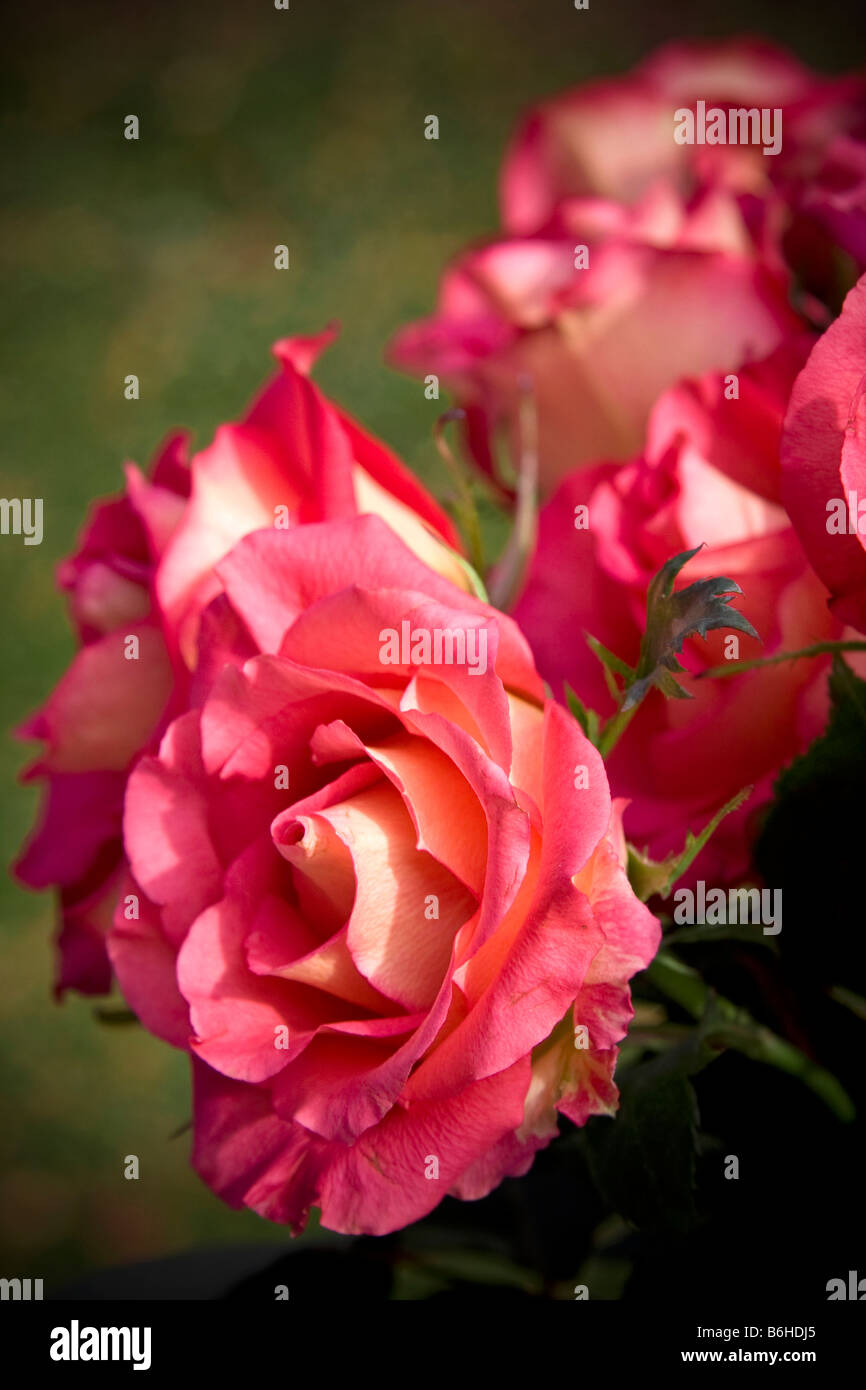 Schöne romantische rosa Rosen in hohem Kontrastfarbe Stockfoto