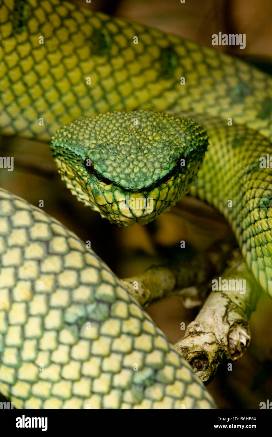 Grubenotter Stockfoto