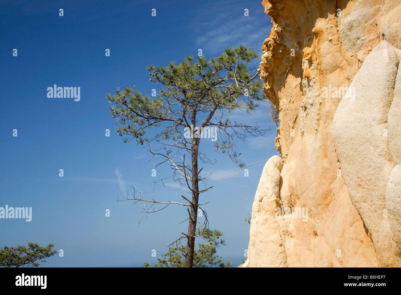 Kalifornien - Torrey Kiefer in der Nähe einer Sandstein-Klippe mit Blick auf den Pazifischen Ozean im Torrey Pines State Reserve Stockfoto
