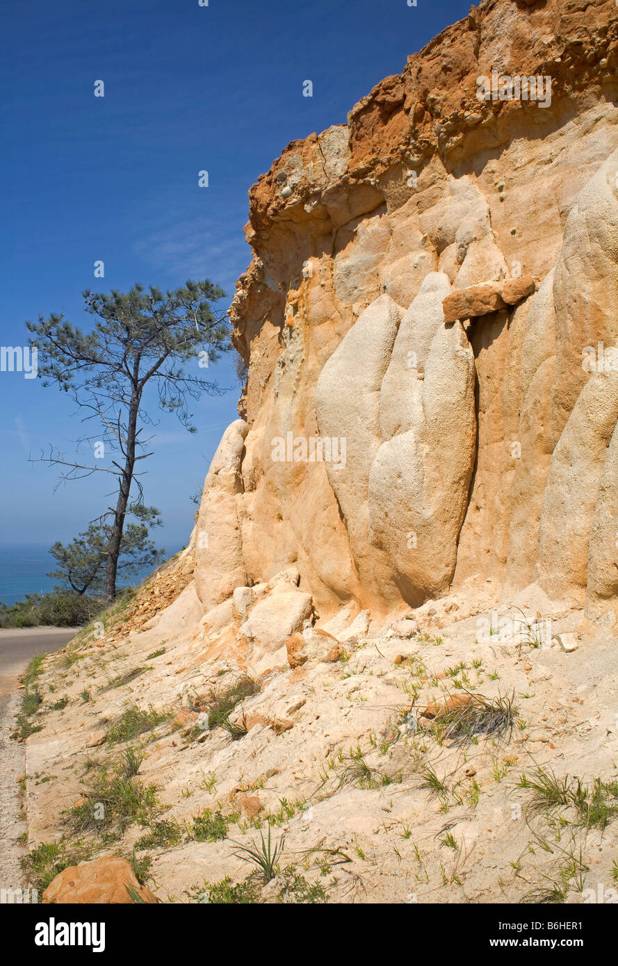 Kalifornien - Sandstein Bluff und Torrey Kiefer an der Pazifikküste im Torrey Pines State Reserve in La Jolla. Stockfoto