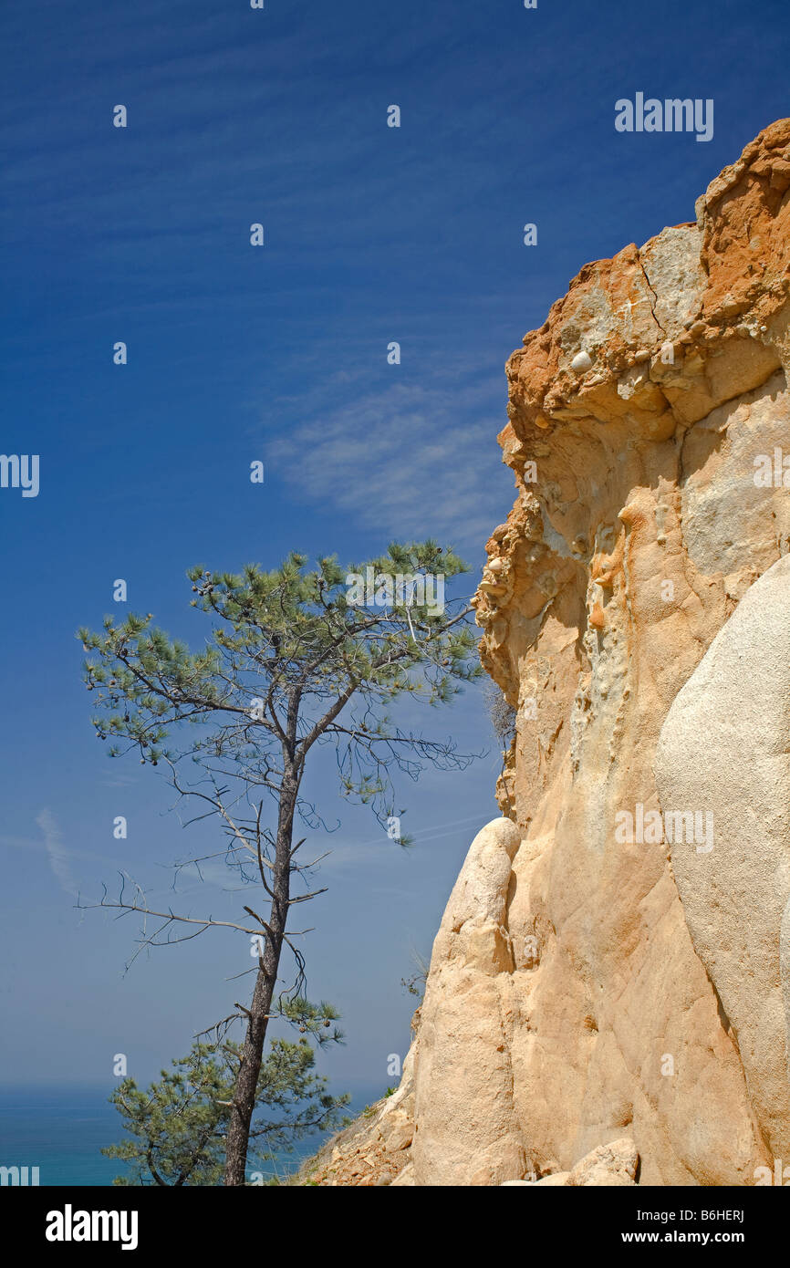 Kalifornien - Torrey Kiefer in der Nähe von einer bunten Sandstein-Klippe mit Blick auf den Pazifischen Ozean im Torrey Pines State Reserve. Stockfoto
