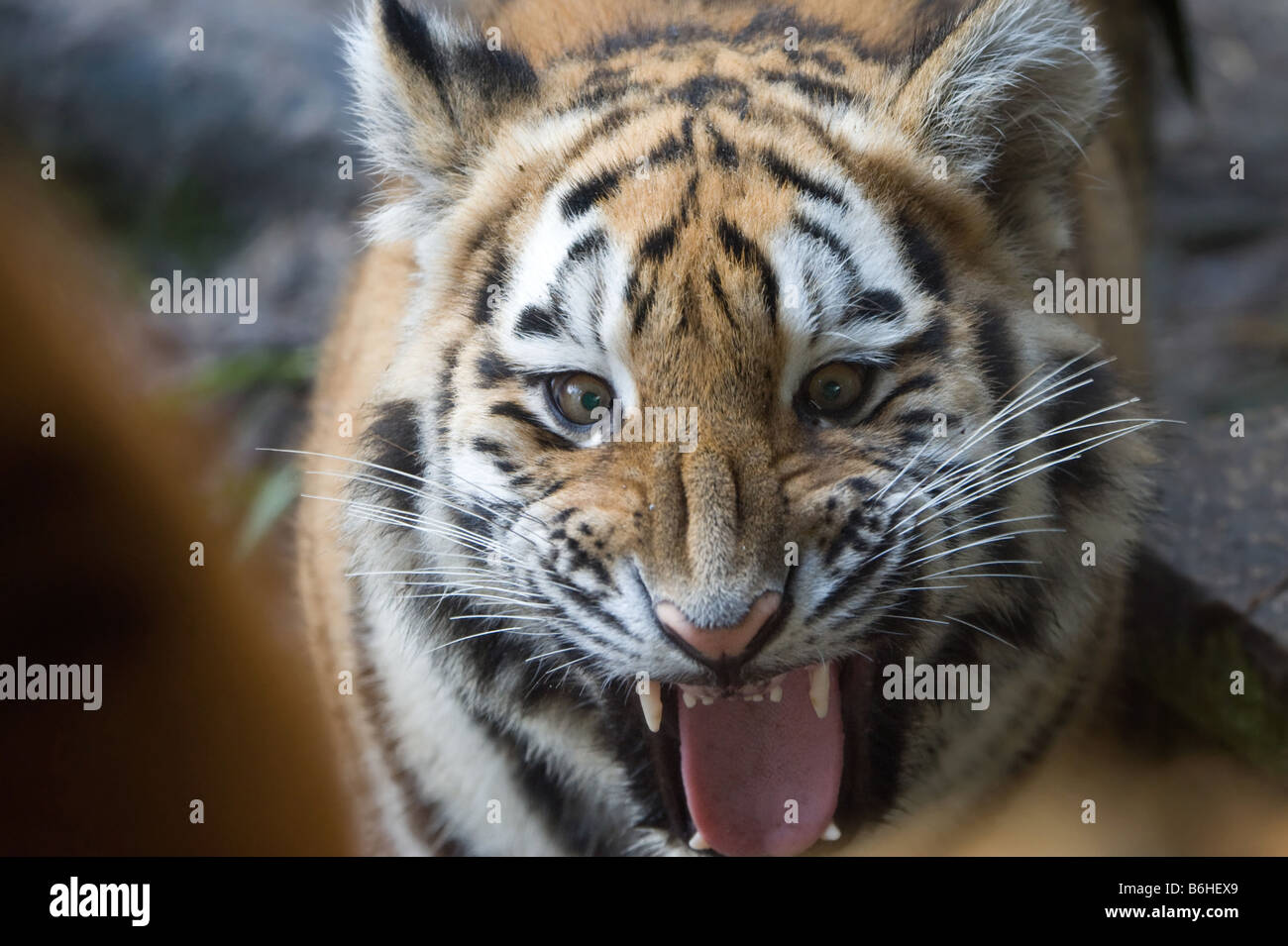 Nahaufnahme von einem wütenden tiger Stockfoto