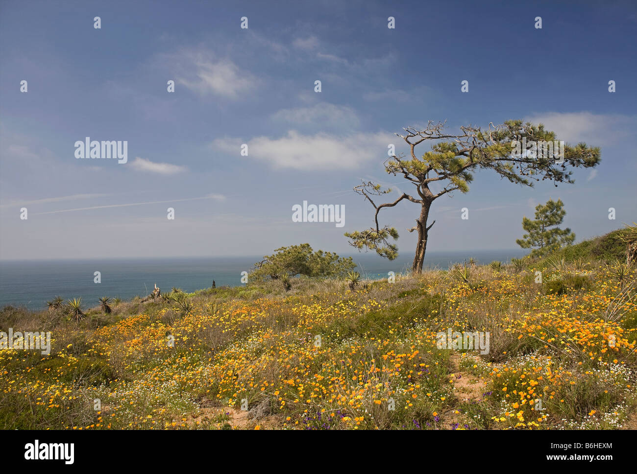 Kalifornien - Blume bedeckt Wiese rund um die Torrey Kiefer auf einer Klippe über dem Pazifischen Ozean im Torrey Pines State Reserve. Stockfoto