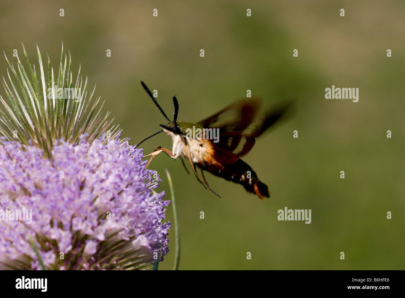 Kolibri Clearwing Moth Sphinx Motte Hermaris Thysbe sammeln Nektar von Teasle Blume Gattung Dipsacus D Fullonum Stockfoto