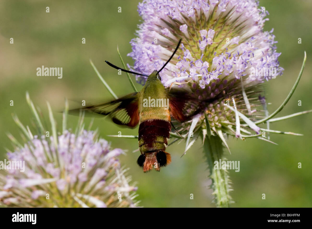 Kolibri Clearwing Moth Sphinx Motte Hermaris Thysbe sammeln Nektar von Teasle Blume Gattung Dipsacus D Fullonum Stockfoto