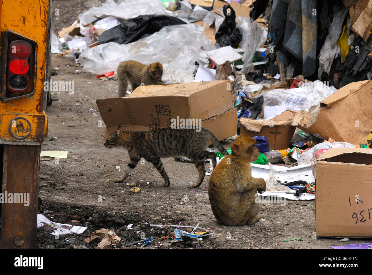 Berberaffen, die Nahrungssuche in Müllhalde mit lokalen Katze vorbei Stockfoto