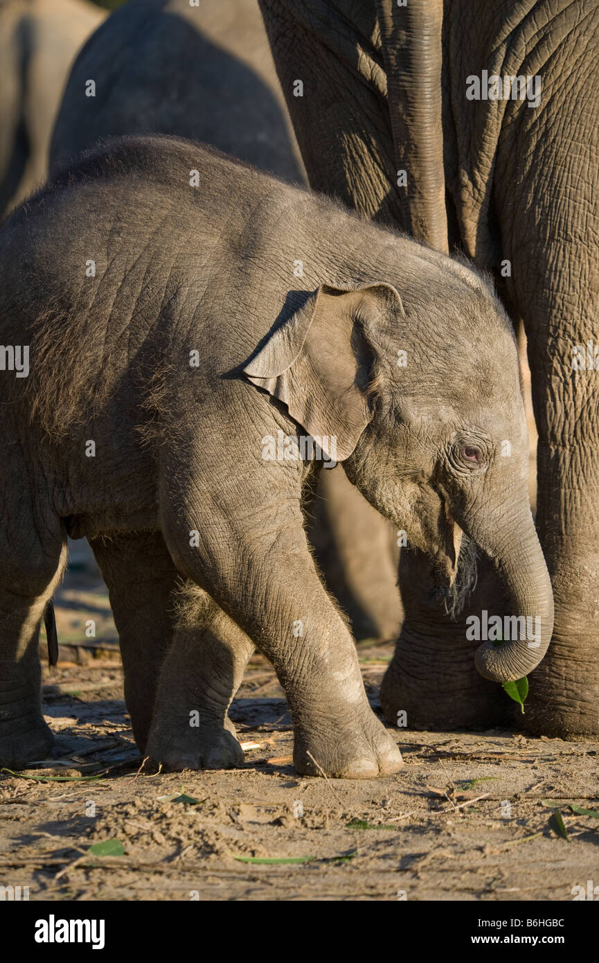 niedliche Baby-Elefanten vor Mutter Stockfoto