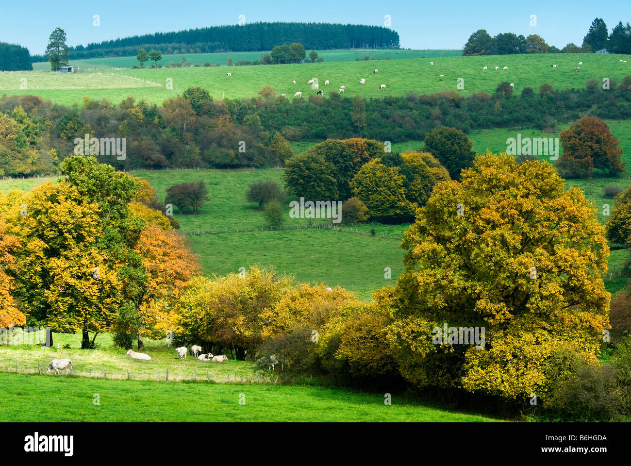 schöne Land Herbstlandschaft in Belgien Ardennen Stockfoto