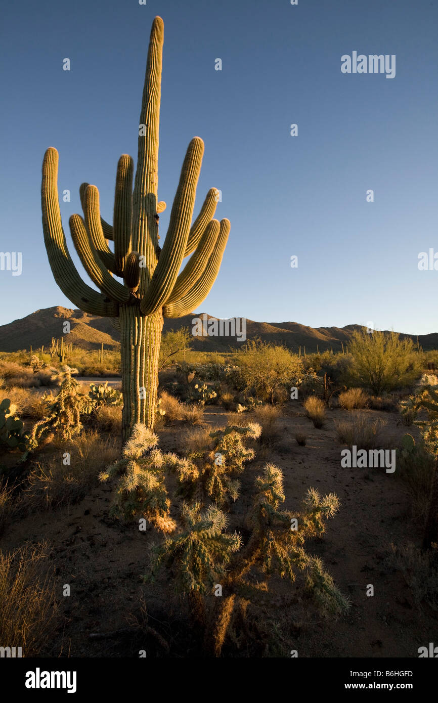 Giant Saguaro Cactus, Saguaro National Park West, Tucson, Arizona Stockfoto