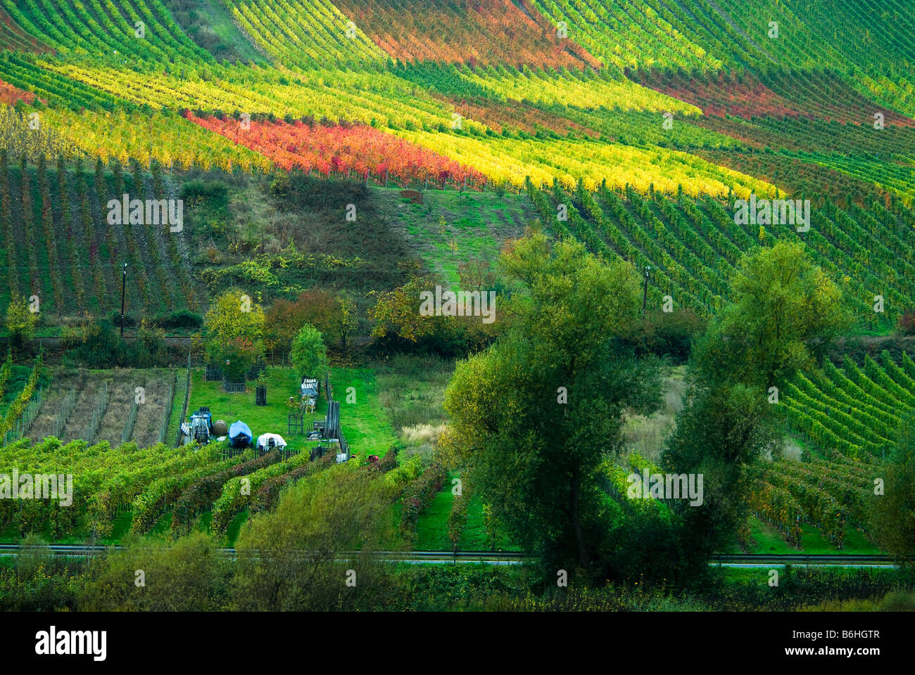 bunte Weinberge im Herbst entlang der Mosel in Deutschland Stockfoto
