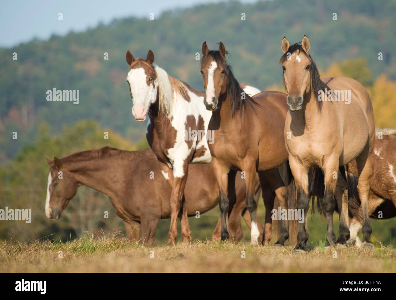Herde von Pferden stehen auf Bergrücken mit Blick auf stolzen Geist Horse Rescue Arkansas Stockfoto