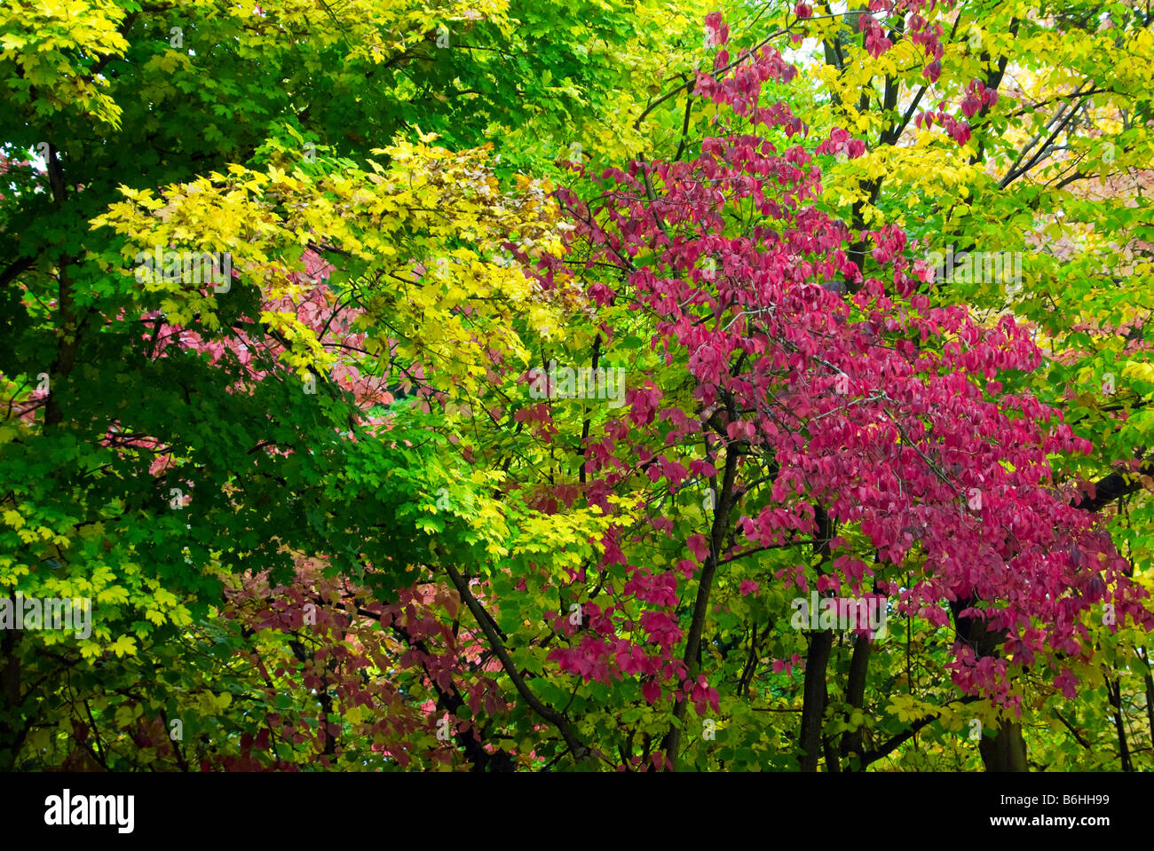 Bunter Herbst Wald Bäume Hintergrund Stockfoto