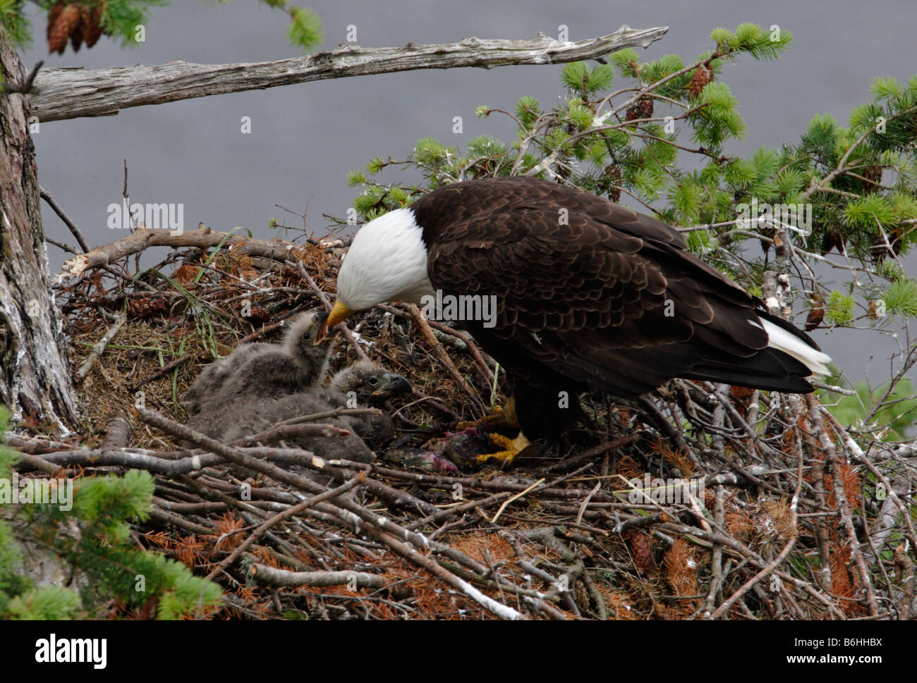 Weißkopfseeadler Haliaeetus Leucocephalus Erwachsene auf nisten Fütterung von zwei jungen Jungadler auf Denman Island BC im Juni Stockfoto