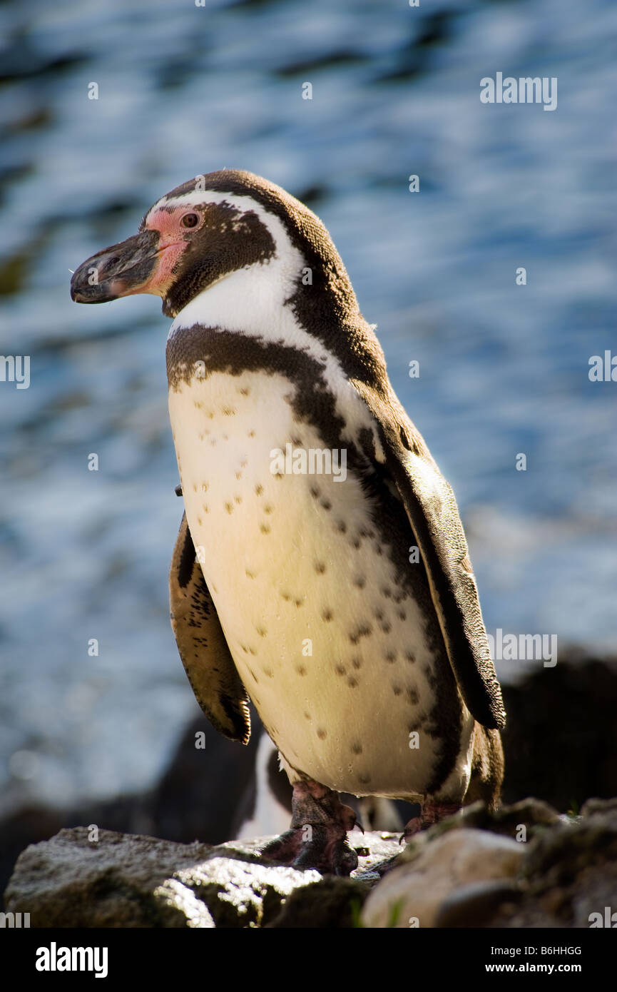 niedlichen Pinguin gegen Blauwasser Stockfoto