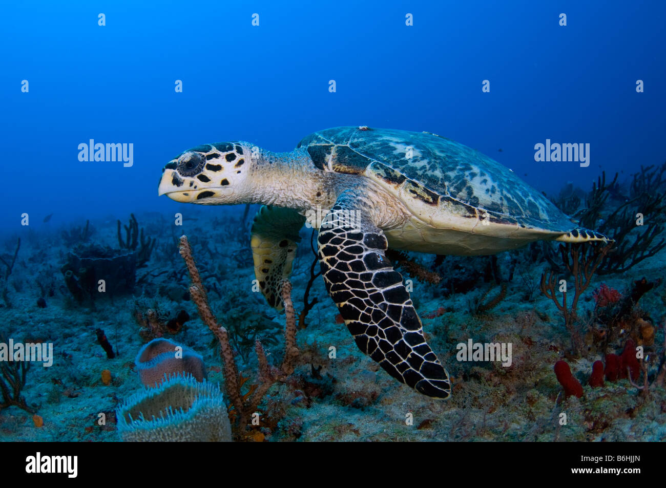 Hawksbill Schildkröten Eretmochelys Imbricata in Palm Beach County FL Stockfoto
