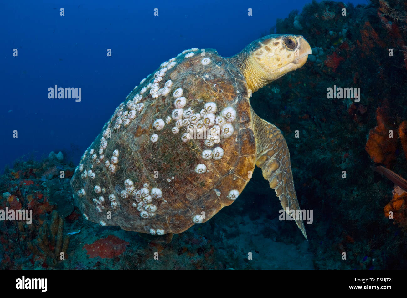 Unechte Meeresschildkröte Caretta Caretta in Palm Beach County FL Stockfoto
