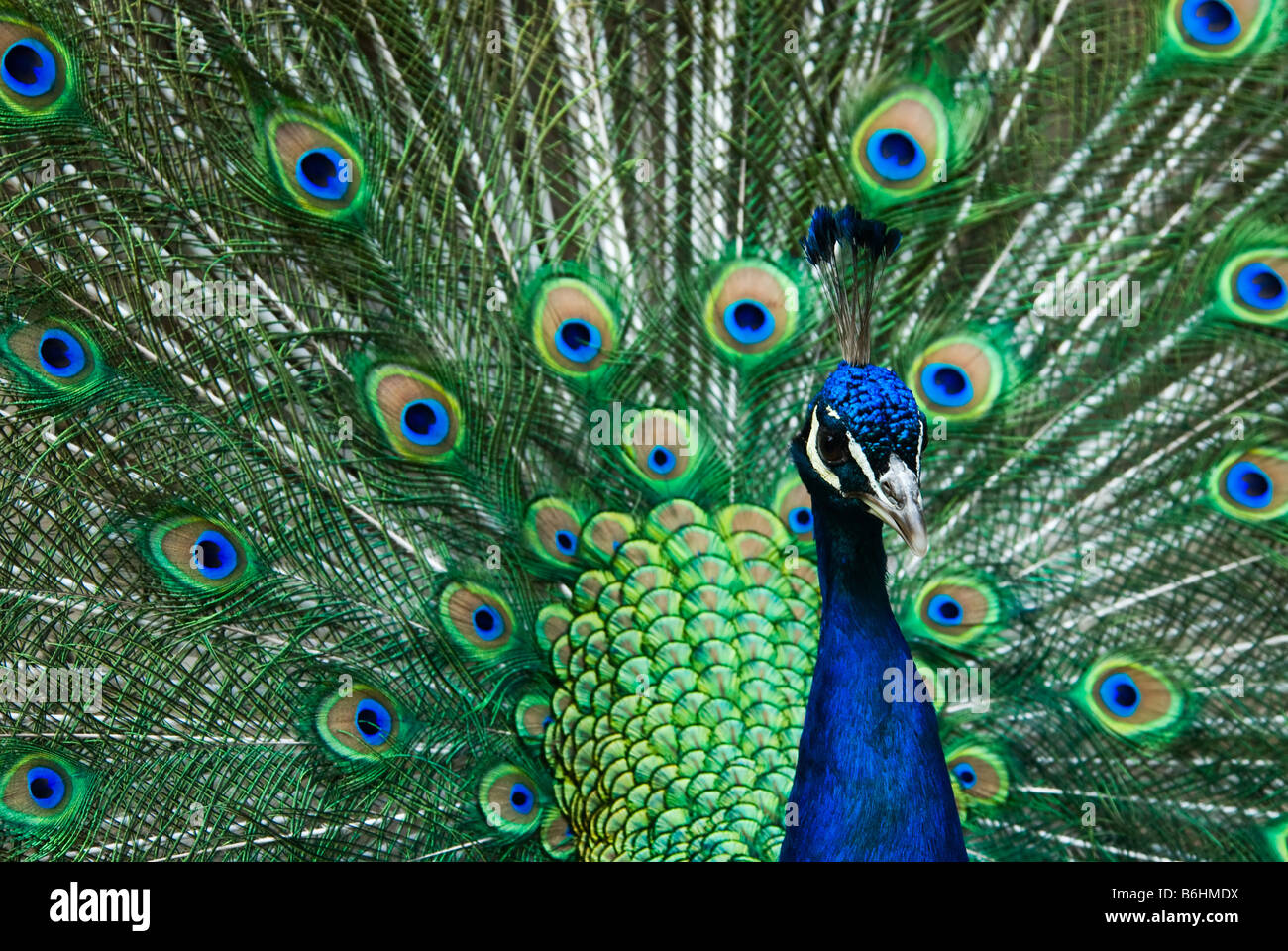 schöne männliche indische Pfau zeigt seine Federn Pavo cristatus Stockfoto