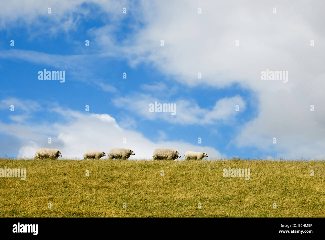 Schafe auf dem Deich in Friesland Holland Stockfoto