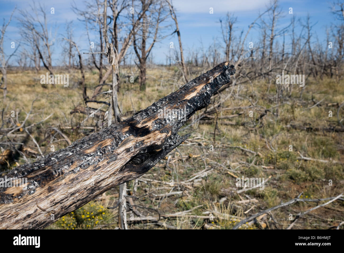 Waldbrände, Mesa Verde National Park in Colorado, USA Stockfoto