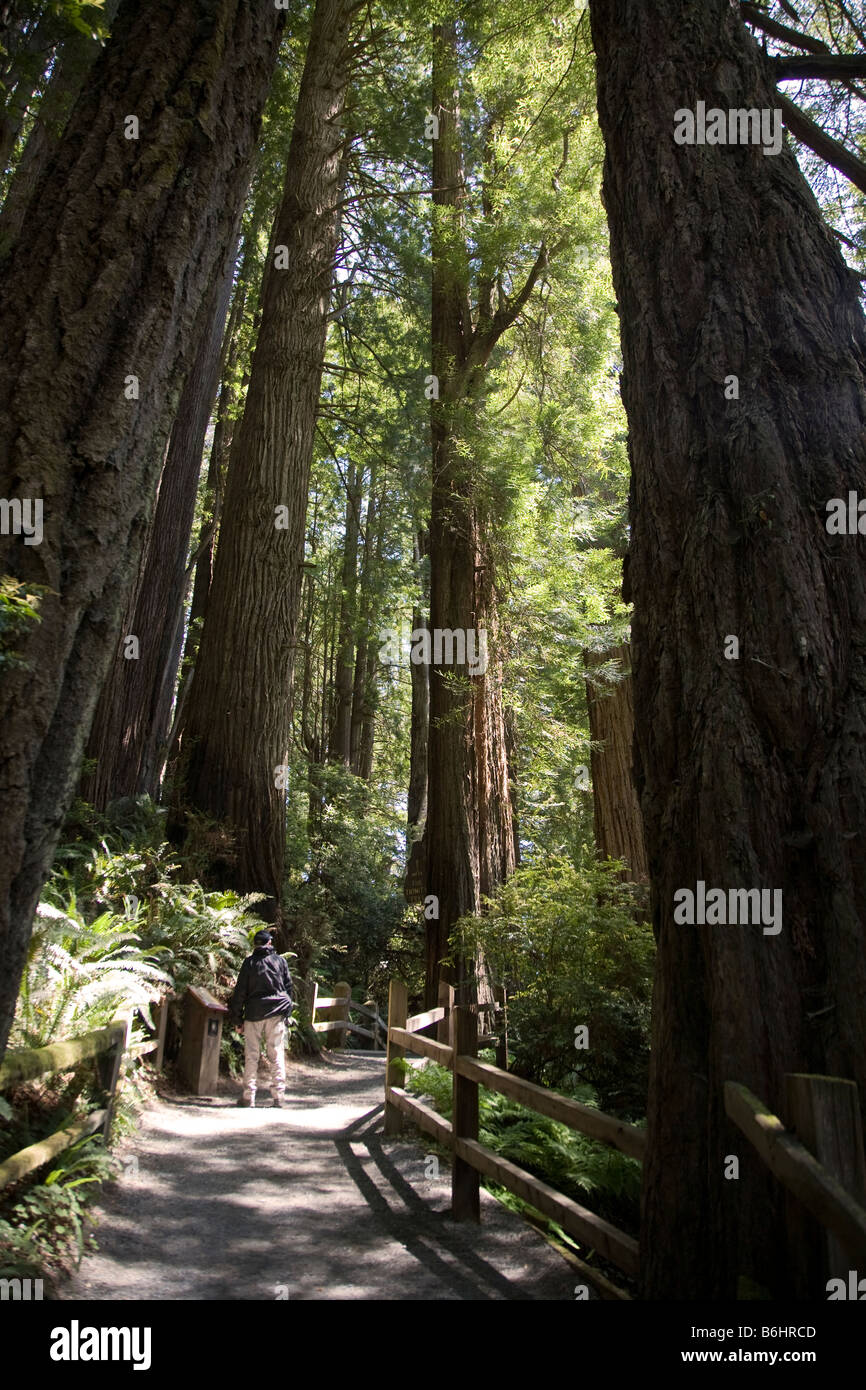 Weg durch die Bäume des Mysteriums Attraktion, Klamath, Kalifornien USA Stockfoto