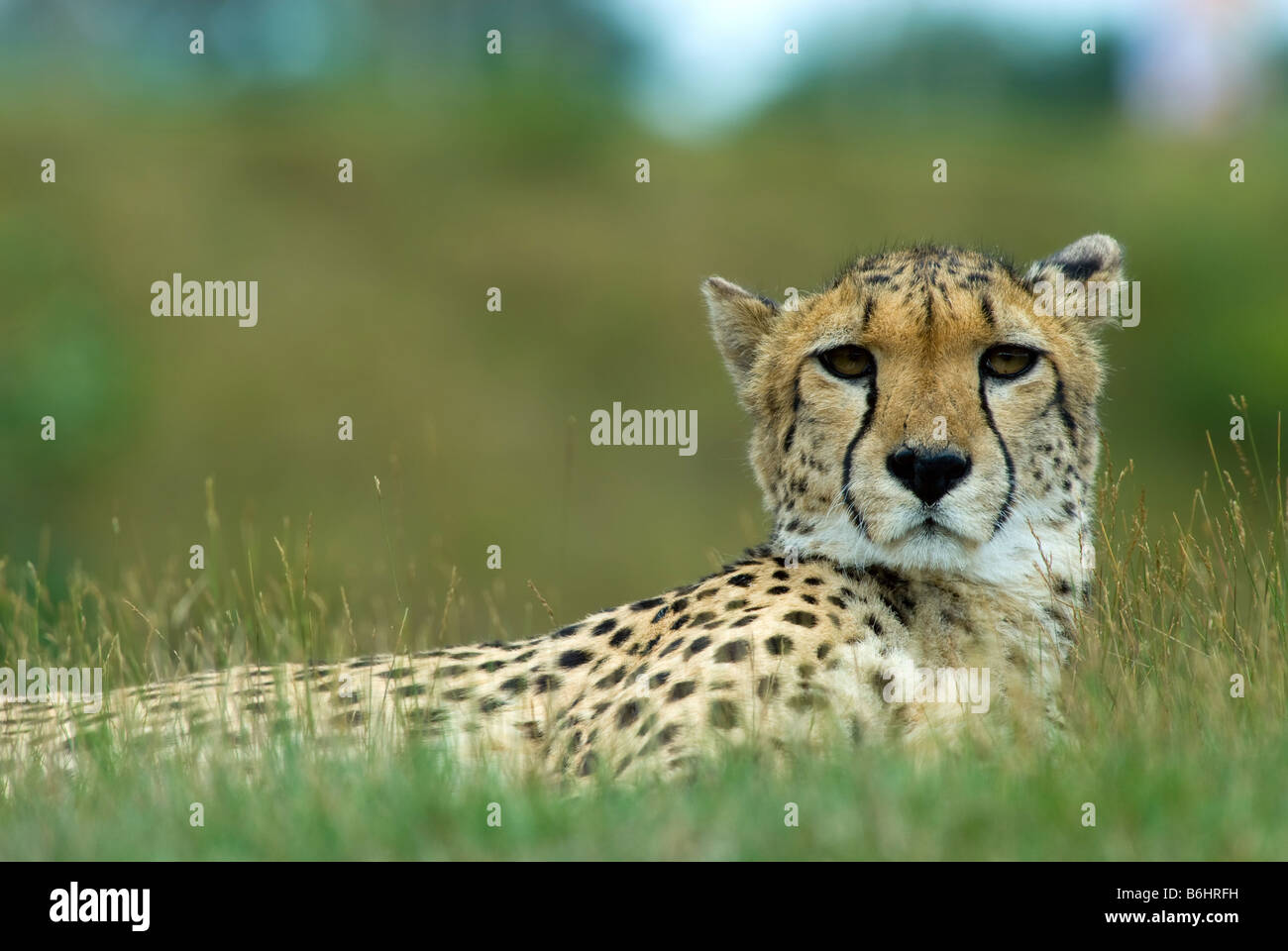 Nahaufnahme von einem schönen Gepard Acinonyx jubatus Stockfoto