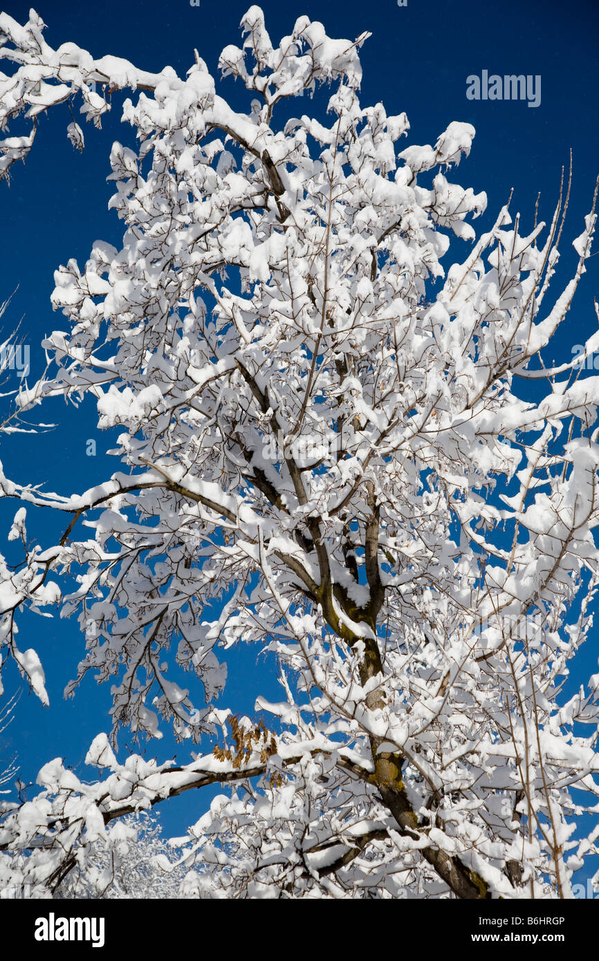 Äste, schwer beladen mit Schnee vor blauem Himmel Stockfoto