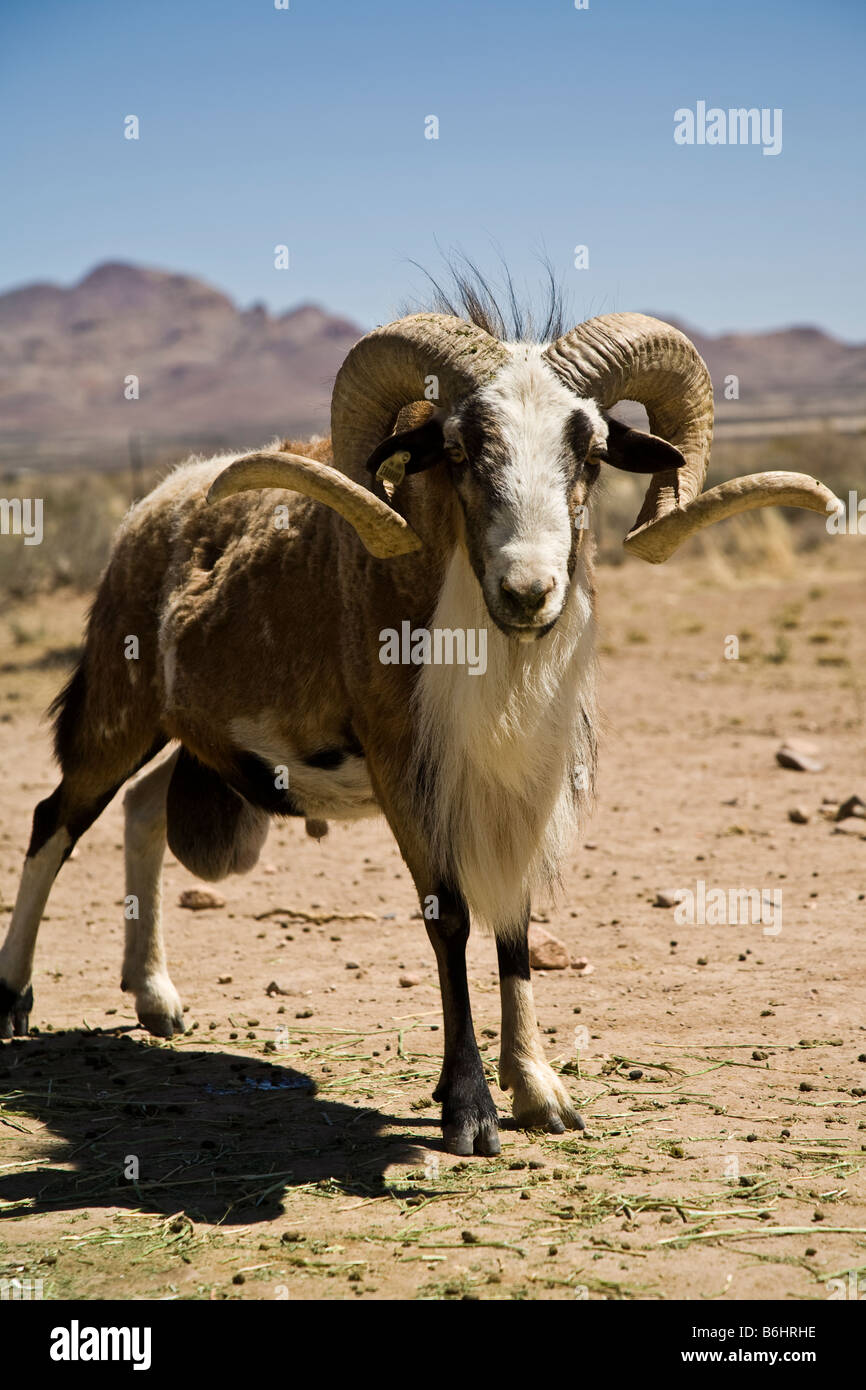 Geschweifte horned Ram in der Wüste von New Mexico. Stockfoto