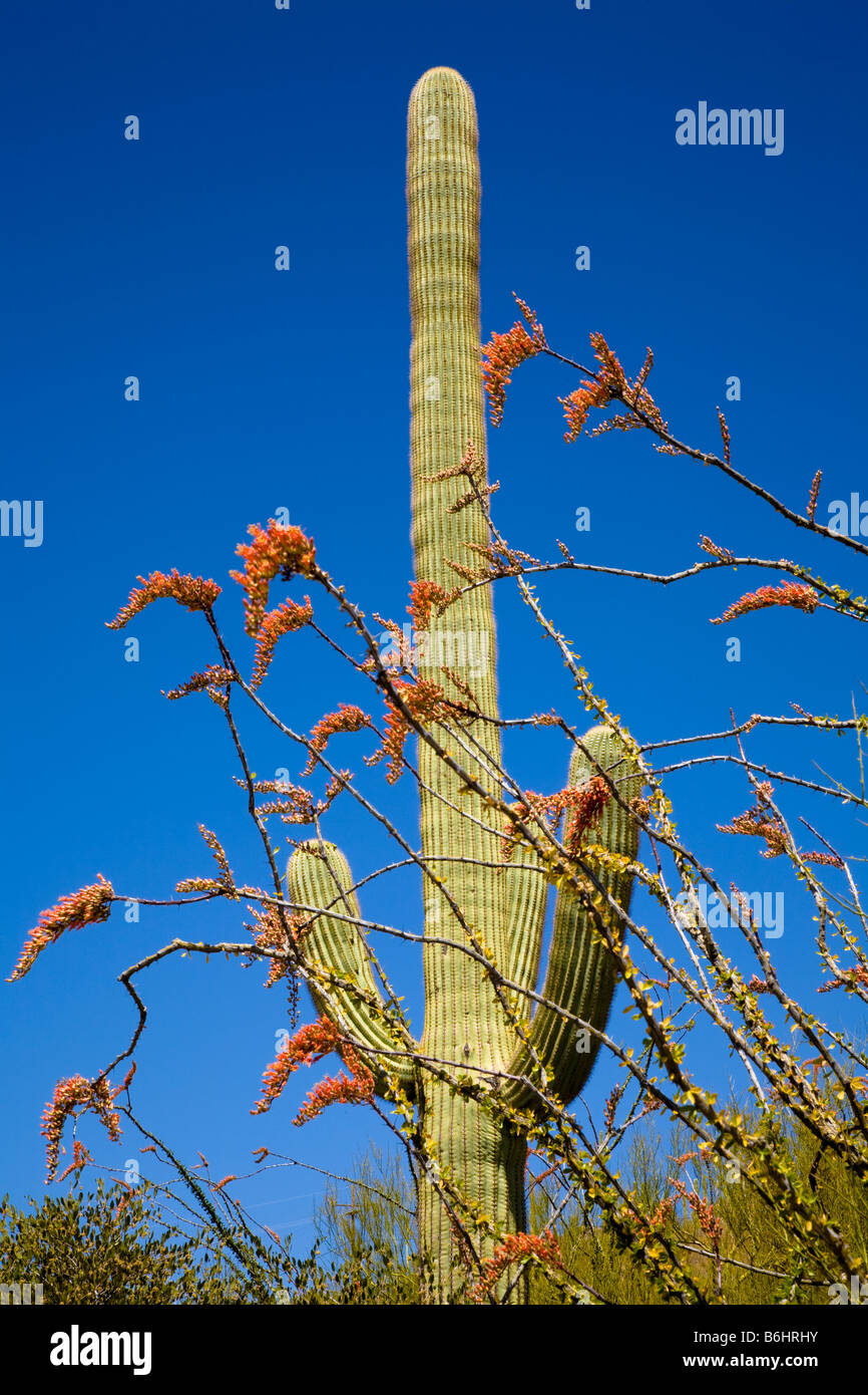 Saguaro Kaktus Arizona, Vereinigte Staaten Stockfoto