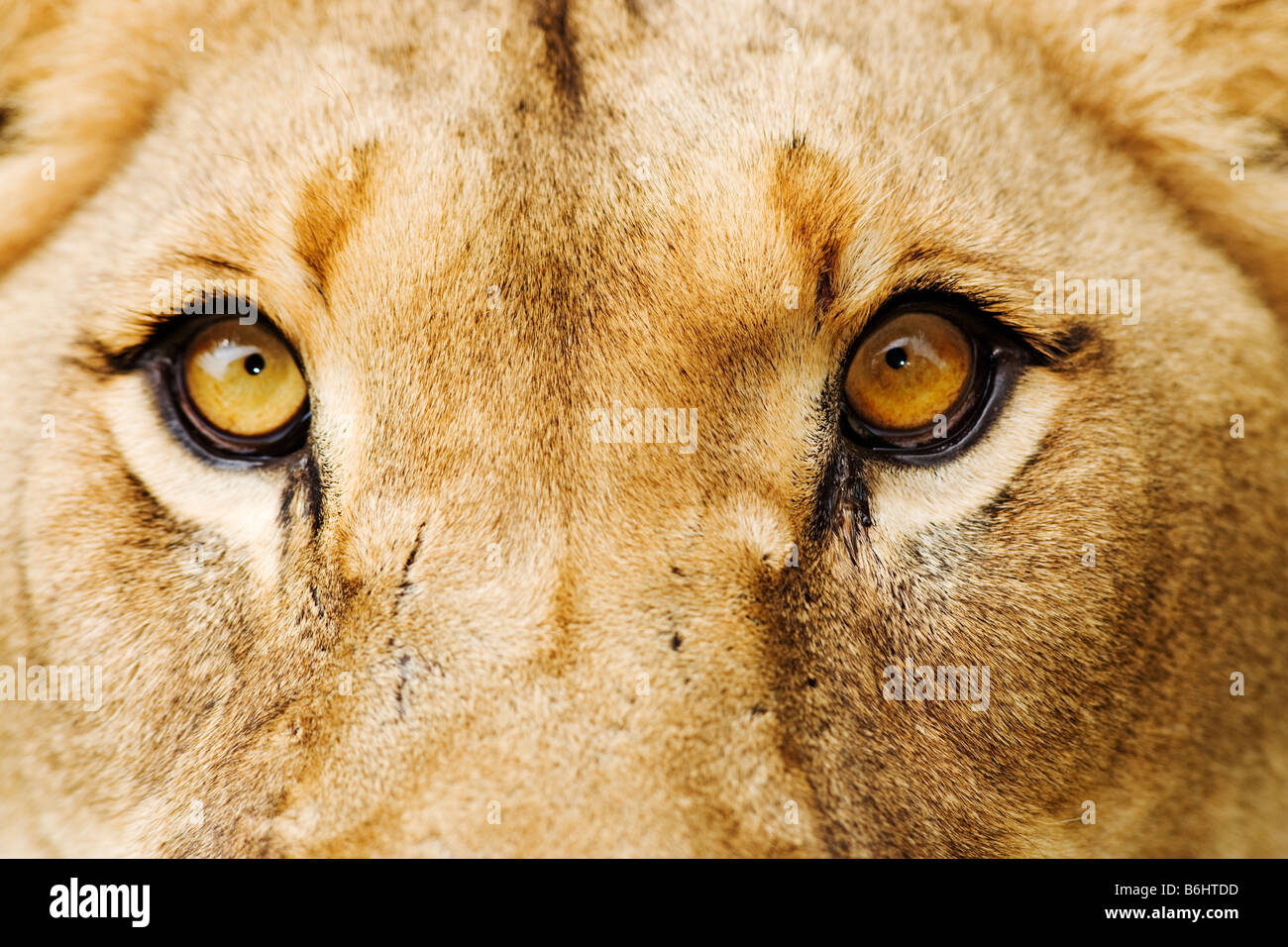 Löwe Panthera Leo Nahaufnahme von einer Löwin Dist Sub-Sahara-Afrika Stockfoto