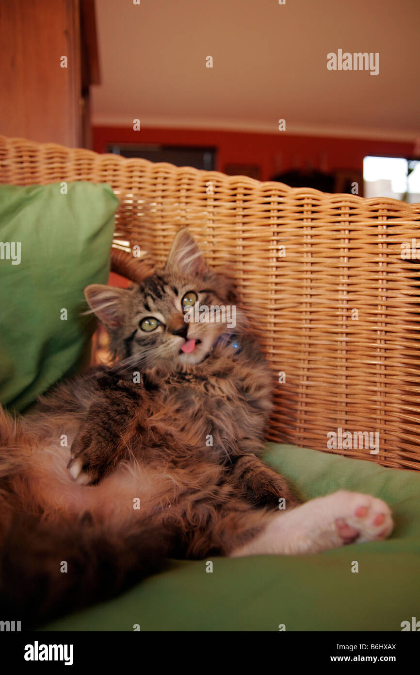 Lustige Katze Stockfoto