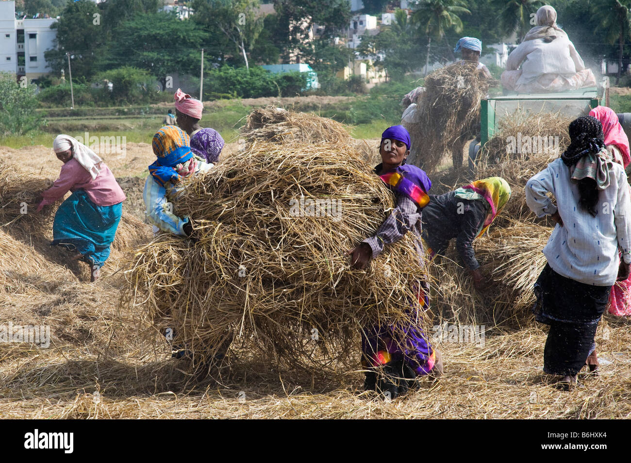 Indische Landarbeiter die Reisernte ernten und sammeln die getrockneten Stängel. Andhra Pradesh, Indien Stockfoto