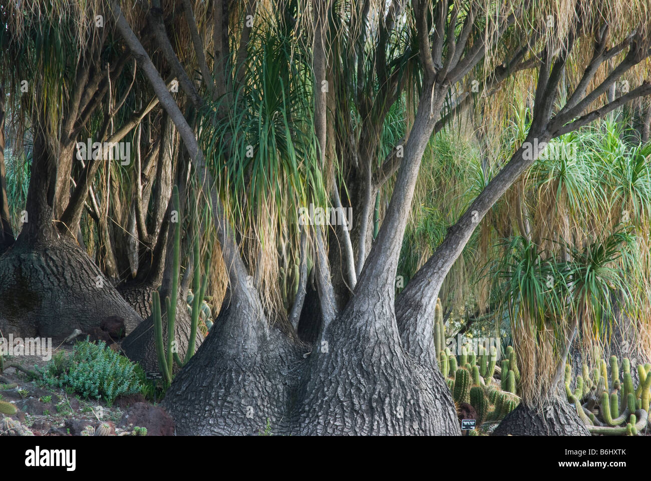 Beaucarnea Recurvata (Pony Tail Palm, Mexiko). Bei Huntington Botanical Gardens, Santa Monica, USA Stockfoto
