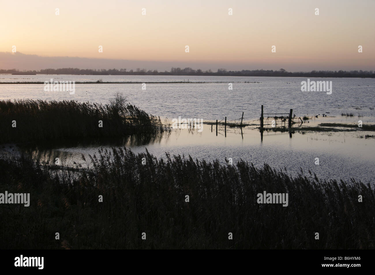 Welney Wildfowl und Feuchtgebiete Vertrauen Reserve Norfolk Stockfoto