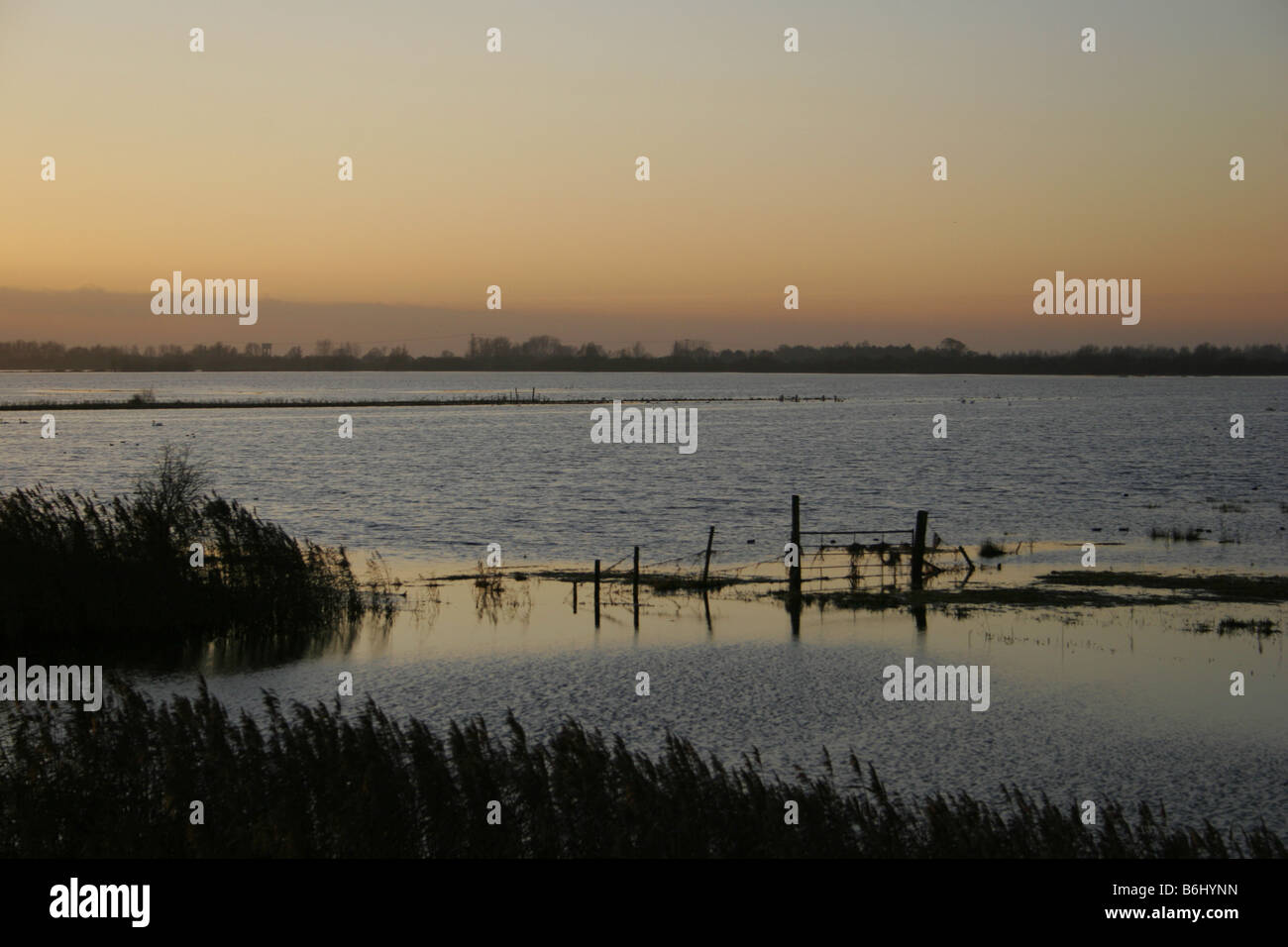 Welney Wildfowl und Feuchtgebiete Vertrauen Reserve Norfolk Stockfoto