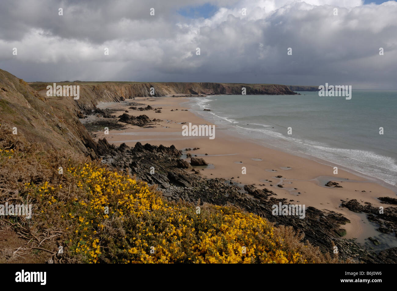 Ginster Ulex Europaeus und Marloes Sands Marloes Pembrokeshire Wales UK Europe Stockfoto